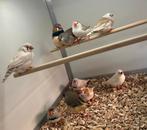 Zebravinken, Meerdere dieren, Tropenvogel