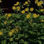 Zonnekroon - Silphium perfoliatum - 1 liter pot, Ophalen, Zomer, Overige soorten, Volle zon