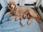 Leuke F4b Labradoodles pups, Dieren en Toebehoren, Honden | Retrievers, Spaniëls en Waterhonden, Overige rassen, CDV (hondenziekte)