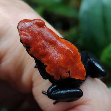 Grote knalrode galactonotus, prachtige groep