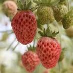 Bubbleberry, aardbeiplant, Volle zon, Minder dan 100 cm, Ophalen of Verzenden