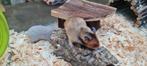 Jonge goudhamsters, Meerdere dieren, Hamster, Tam