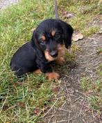 Pup teckel uitlaten, Dieren en Toebehoren, Honden | Teckels en Dashonden, Standaard, Reu, CDV (hondenziekte), 8 tot 15 weken