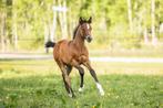 merrie veulen, 2 jarige , 4 jarige merrie’s, Dieren en Toebehoren, Paarden, Merrie, Niet van toepassing, Dressuurpaard, 170 tot 175 cm