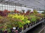 kwekerij tuinplanten en bomen voor hovenier en particulier, Ophalen, Zomer, Overige soorten, Halfschaduw