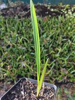 Hybride palmboom zaailingen set 4st princeps en nanus, Tuin en Terras, Volle zon, Ophalen of Verzenden, Minder dan 100 cm, Zomer