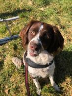 Gezocht: cocker spaniel of Springer spaniel pup, Rabiës (hondsdolheid), 8 tot 15 weken, Teef, Eén hond