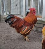 Nero, mooie krielhaan, Dieren en Toebehoren, Mannelijk, Kip