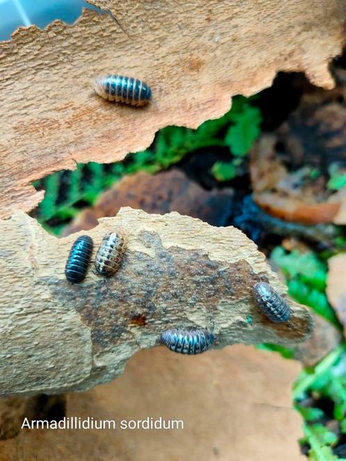 Armadillidium sordidum, Dieren en Toebehoren, Insecten en Spinnen, Overige soorten