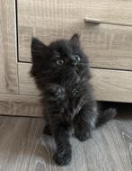 Britse langhaar x Perzische kitten