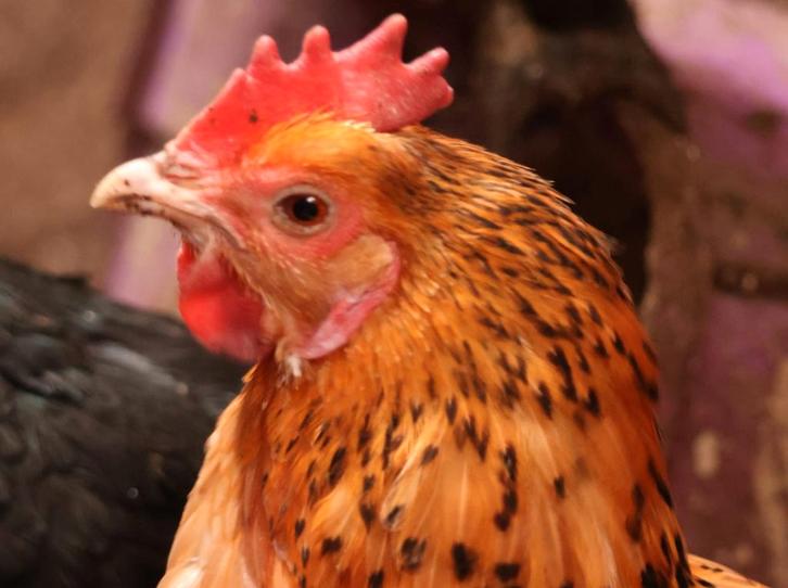 Diverse kippen te koop (geen raskippen), Dieren en Toebehoren, Pluimvee, Kip, Vrouwelijk