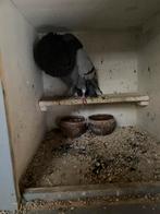 Mooie ganitanoo roek doffer, Dieren en Toebehoren, Vogels | Duiven, Mannelijk, Kropper