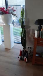 Grote Cactus - 135 cm, Ophalen, 100 tot 150 cm, In pot, Cactus