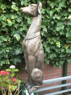 statig hond beeld windhond greyhound whippet, Ophalen of Verzenden