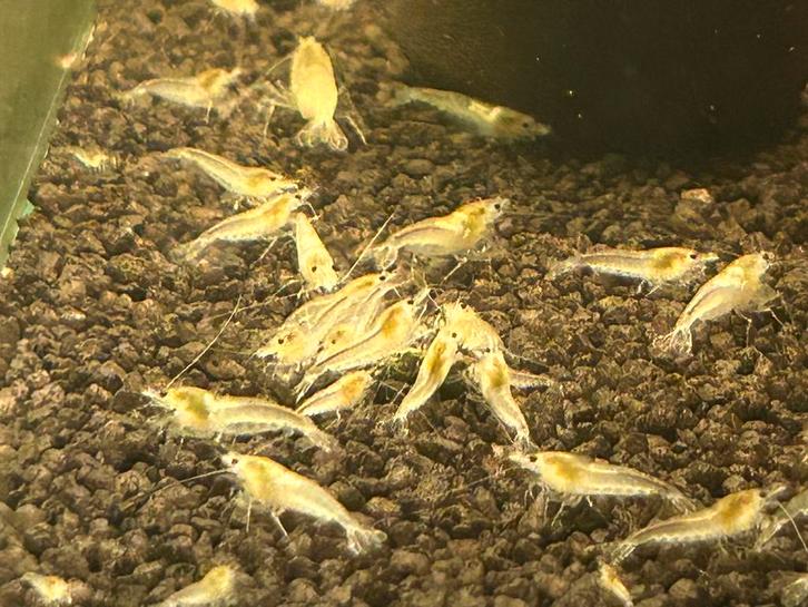 White pearl snowball neocaridina garnalen, Dieren en Toebehoren, Vissen | Aquariumvissen, Zoetwatervis, Kreeft, Krab of Garnaal