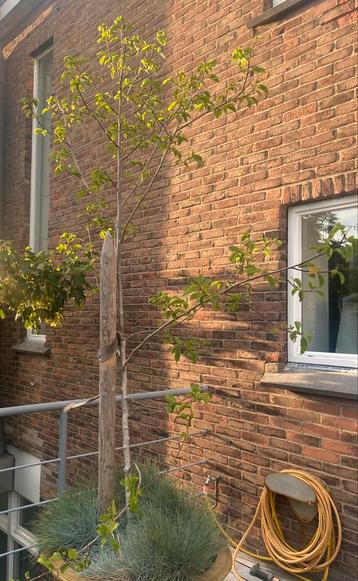 Magnolia beschikbaar voor biedingen