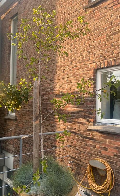 Japanse Magnolia, Tuin en Terras, Planten | Bomen, Overige soorten, Volle zon, Ophalen