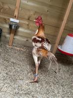 modern engelse vechthoenders, Dieren en Toebehoren, Meerdere dieren, Kip