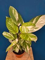 Calathea Princess Dayla Variegata p14 (6), Ophalen of Verzenden, Halfschaduw, Minder dan 100 cm