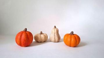 Mini pompoenen per set  beschikbaar voor biedingen