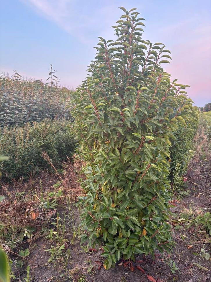 Portugese laurier (Kluit), Tuin en Terras, Planten | Struiken en Hagen, Haag, Laurier, 100 tot 250 cm, Ophalen of Verzenden
