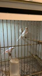 Super mooi koppel mozaïek kanaries, Dieren en Toebehoren, Vogels | Kanaries, Meerdere dieren, Kleurkanarie