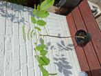 Walnoot boompje, Tuin en Terras, Planten | Bomen, Ophalen, Volle zon, Overige soorten, Minder dan 100 cm