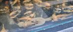 Ancistrus Dolichopterus Geel algeter(eigen kweek), Dieren en Toebehoren, Vissen | Aquariumvissen, Vis