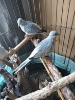 Jonge diamand duifjes, Dieren en Toebehoren, Vogels | Duiven, Meerdere dieren, Overige soorten