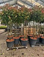 Photinia fraseri 'Red Robin' ❗️🍀meerstam 🍀❗️, Tuin en Terras, Planten | Bomen, Ophalen, Volle zon, Overige soorten