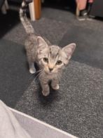 Britse korthaar kitten, Dieren en Toebehoren, Kater, 0 tot 2 jaar