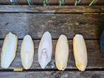Papegaai / Vogel Sepia Schelp – uit de Oosterschelde, Dieren en Toebehoren, Ophalen, Nieuw, Eten en Drinken