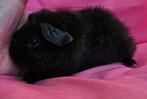 Vrouwelijke cavia van 5-8-25, Cavia, Augustus, Vrouwelijk, Tam