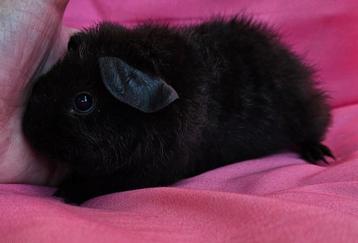 Vrouwelijke cavia van 5-8-25 beschikbaar voor biedingen