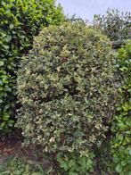 Plant / boompje hulst, Tuin en Terras, Planten | Struiken en Hagen, Ophalen, Hulst, Struik, 100 tot 250 cm