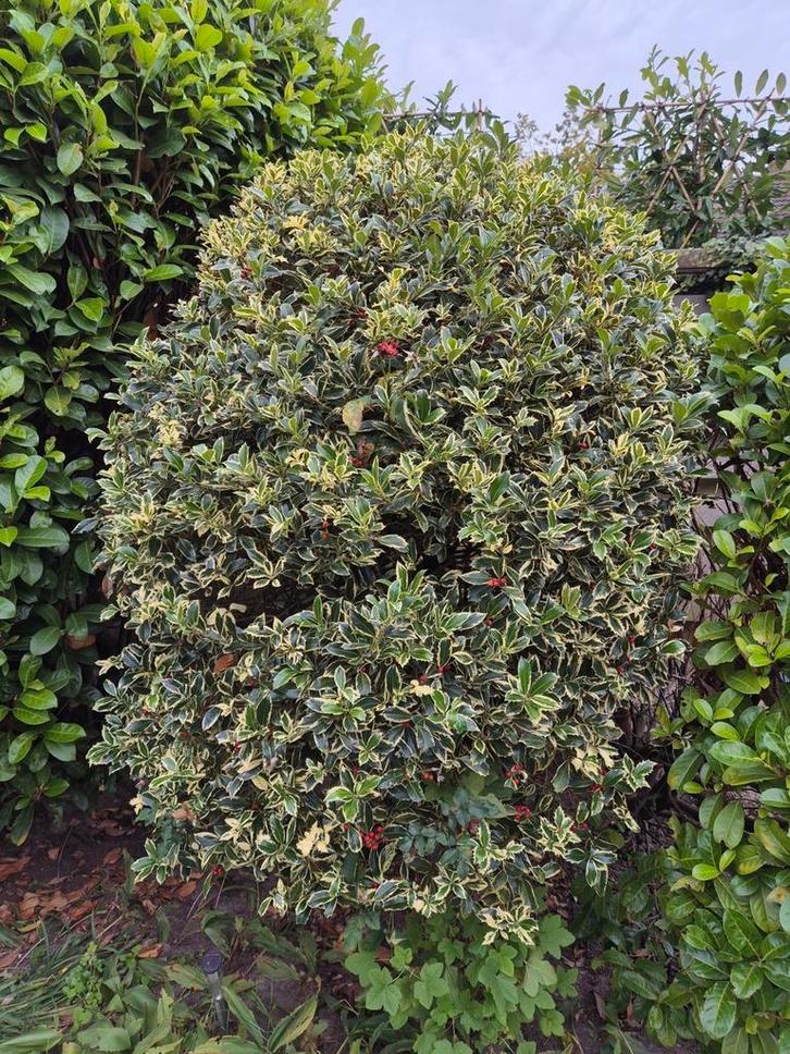 Plant / boompje hulst, Tuin en Terras, Planten | Struiken en Hagen, Struik, Hulst, 100 tot 250 cm, Ophalen
