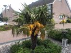 Trachijcarpus fortunei  palmbomen., Ophalen, Halfschaduw, 250 tot 400 cm, Zomer