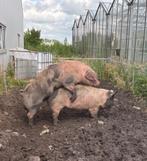Bonte bentheimer ter dekking aangeboden, Dieren en Toebehoren, Schapen, Geiten en Varkens, Mannelijk, Varken