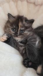 Schattige Britse Langhaar poes – uniek getekend & super lief, Dieren en Toebehoren, Katten en Kittens | Raskatten | Langhaar, Poes