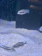 Melanochromis paralellus, Dieren en Toebehoren, Vissen | Aquariumvissen, Vis