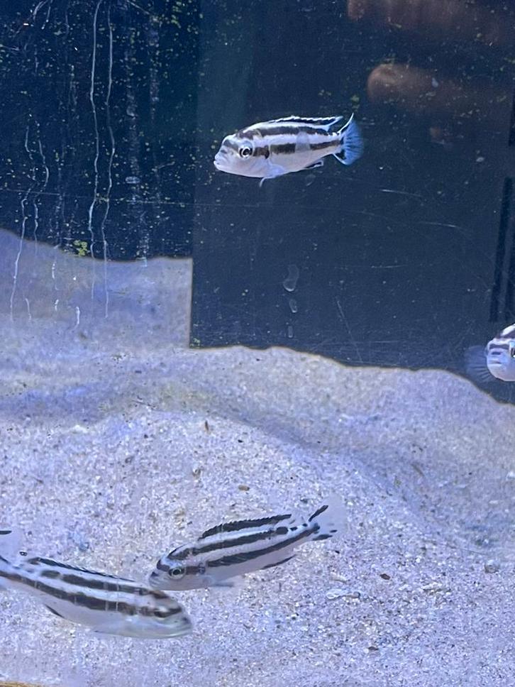 Melanochromis paralellus, Dieren en Toebehoren, Vissen | Aquariumvissen, Vis