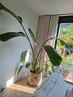 Strelitzia Augusta 2.10m, Huis en Inrichting, Kamerplanten, Ophalen, 200 cm of meer, Overige soorten, In pot