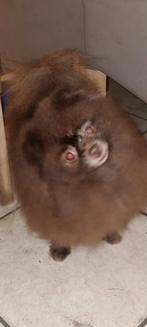 Lief choco Pomeranian teefje, Dieren en Toebehoren, Honden | Poolhonden, Keeshonden en Oertypen, België, Particulier, Keeshond