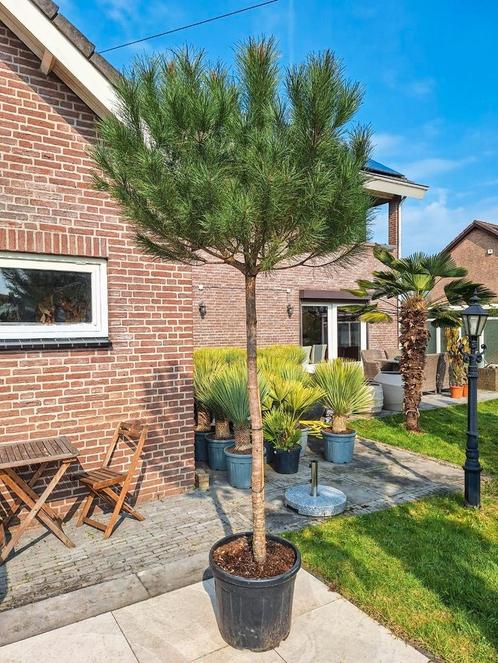 Pinus pinea parsolden, Tuin en Terras, Planten | Bomen, Overige soorten, Minder dan 100 cm, Volle zon, Zomer, Ophalen