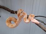 B.c.imperator Sharp albino 2023, Dieren en Toebehoren, Reptielen en Amfibieën, Slang, 0 tot 2 jaar