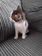 2 mooie cypres kittens Mogen weg, Dieren en Toebehoren, Katten en Kittens | Overige Katten, Meerdere dieren