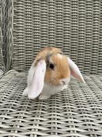 Baby dwerghangoor konijntjes(gevaccineerd) Mogen direct weg, Dieren en Toebehoren, Konijnen, Vrouwelijk, Dwerg, Hangoor, 0 tot 2 jaar