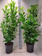 Laurier / Prunus Novita / Rotundifolia 60-120++, Ophalen of Verzenden, Laurier, Struik, 100 tot 250 cm