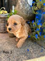 Lieve Boomer x Toy poedel pups, Dieren en Toebehoren, Honden | Chihuahua's en Gezelschapshonden, Overige rassen, 8 tot 15 weken