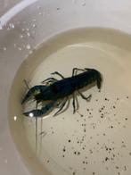 Blauwe floridakreeft (7/8cm) - mag zo snel mogelijk weg, Kreeft, Krab of Garnaal